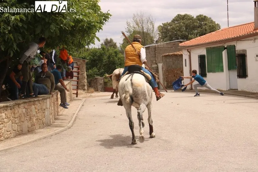 Emocionante encierro a caballo con novillos de Dionisio Rodríguez / CORRAL
