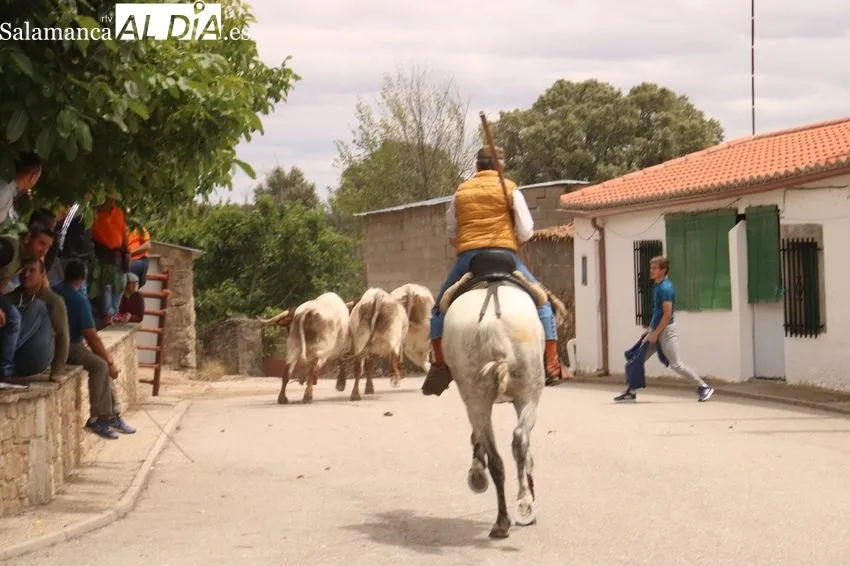 Emocionante encierro a caballo con novillos de Dionisio Rodríguez / CORRAL