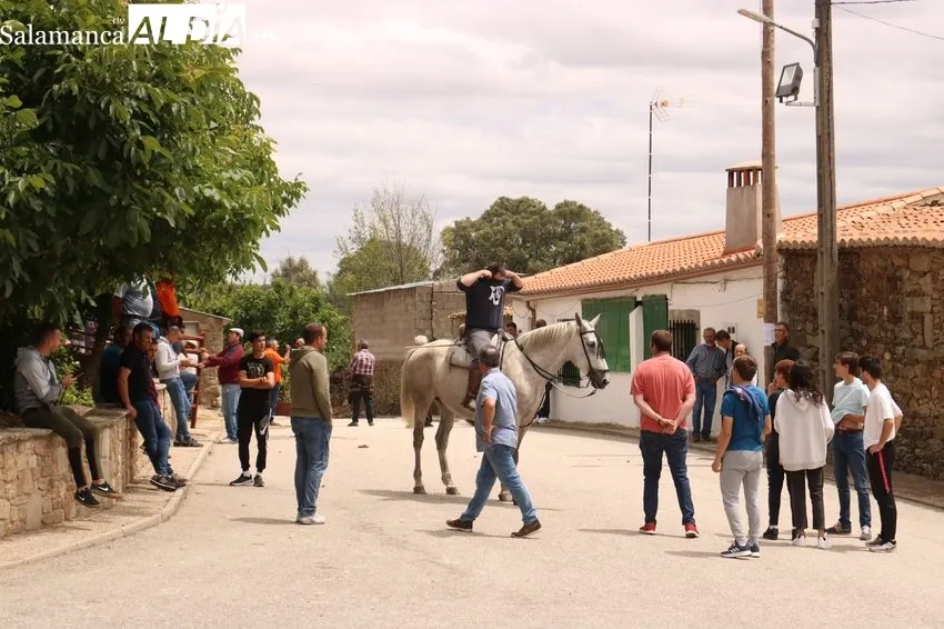 Emocionante encierro a caballo con novillos de Dionisio Rodríguez / CORRAL