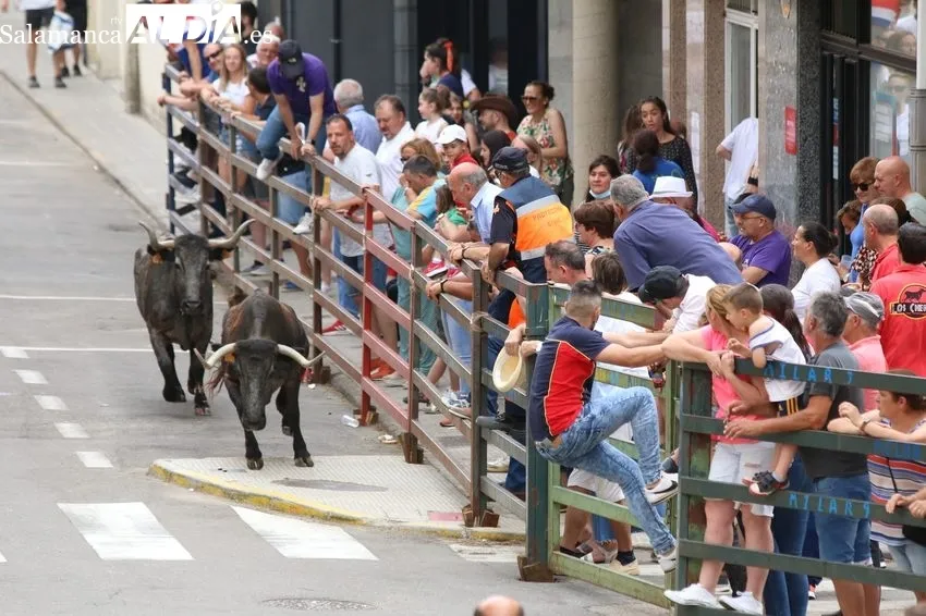Entretenido encierro del viernes de Corpus en Vitigudino