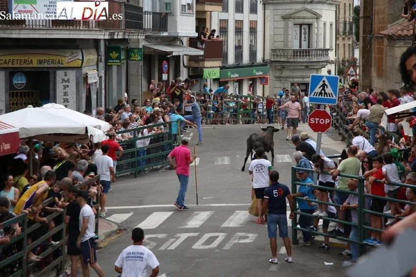 Entretenido encierro del viernes de Corpus en Vitigudino