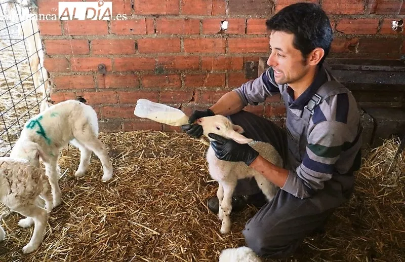 Guarido rompe los tópicos del campo: joven, preparado, con ovino de leche y comprometido con el sector / CORRAL