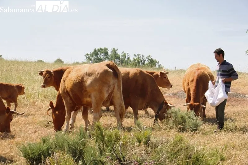 Guarido rompe los tópicos del campo: joven, preparado, con ovino de leche y comprometido con el sector / CORRAL