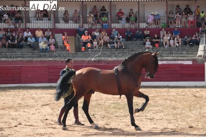 Espectáculo Dueden Ecuestre 'Cómo bailan los caballos españoles' en Vitigudino / CORRAL