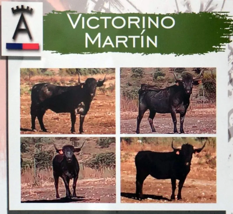 Reses que saltarán a  las calles y plaza de toros de Vitigudino estos Corpus