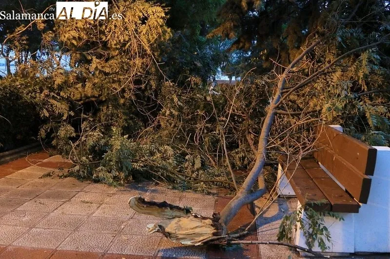 Foto 2 - Los estragos de la tormenta: Varios &aacute;rboles ca&iacute;dos en el Espol&oacute;n