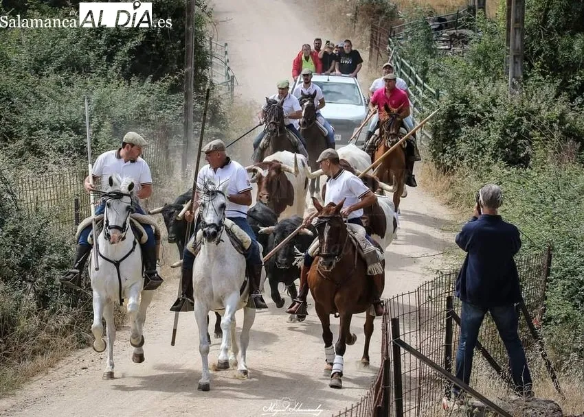 Imágenes del encierro a caballo celebrado en Hinojosa de Duero el 25 de junio, Día de las Cabestras