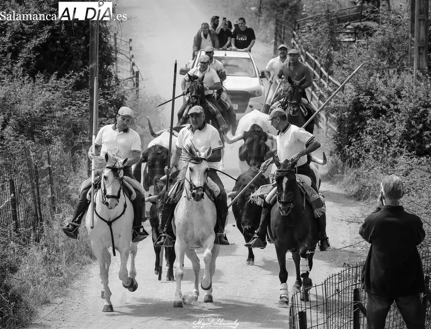 Imágenes del encierro a caballo celebrado en Hinojosa de Duero el 25 de junio, Día de las Cabestras