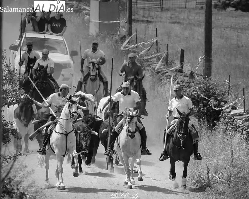 Imágenes del encierro a caballo celebrado en Hinojosa de Duero el 25 de junio, Día de las Cabestras