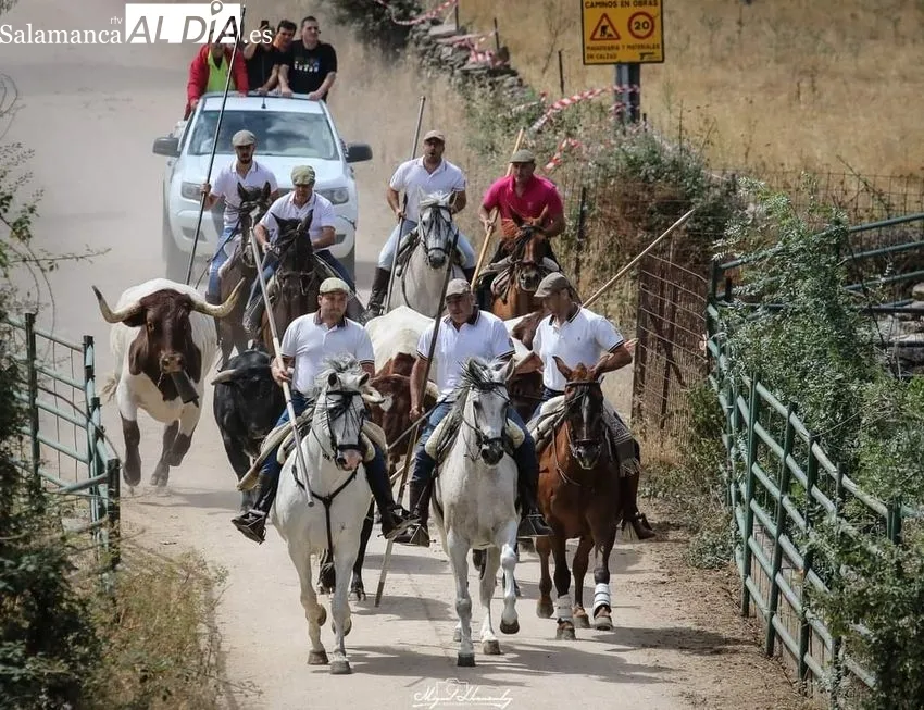 Imágenes del encierro a caballo celebrado en Hinojosa de Duero el 25 de junio, Día de las Cabestras