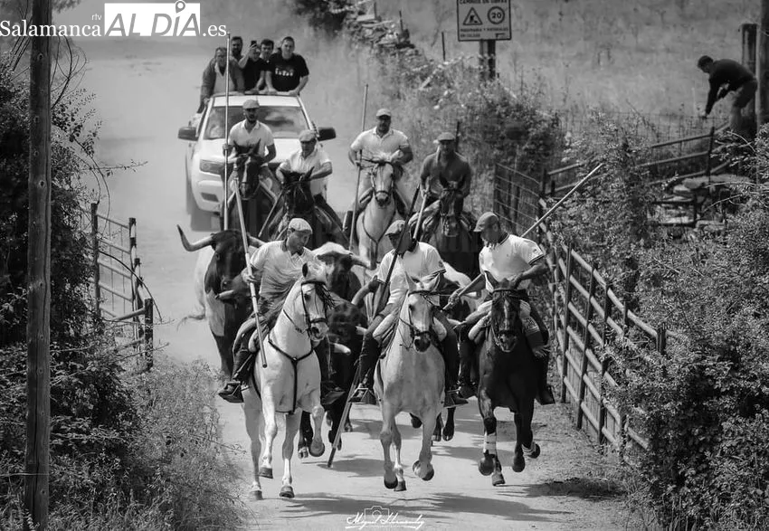 Imágenes del encierro a caballo celebrado en Hinojosa de Duero el 25 de junio, Día de las Cabestras