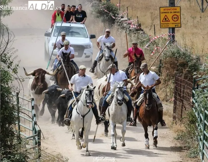 Imágenes del encierro a caballo celebrado en Hinojosa de Duero el 25 de junio, Día de las Cabestras