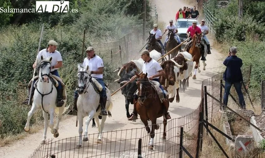 Imágenes del encierro a caballo celebrado en Hinojosa de Duero el 25 de junio, Día de las Cabestras