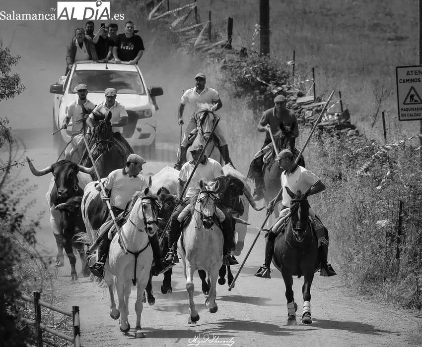 Imágenes del encierro a caballo celebrado en Hinojosa de Duero el 25 de junio, Día de las Cabestras
