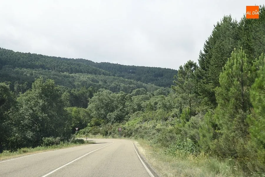 Foto 2 - El Nematodo interrumpe los ingresos de las arcas municipales