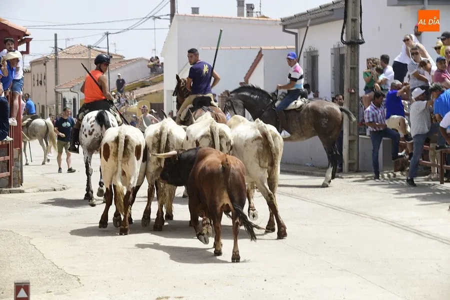 EL encierro a caballo es el espectáculo estrella de las fiestas de San Antonio/ Rep.Gráfico: Adrián M. Pastor