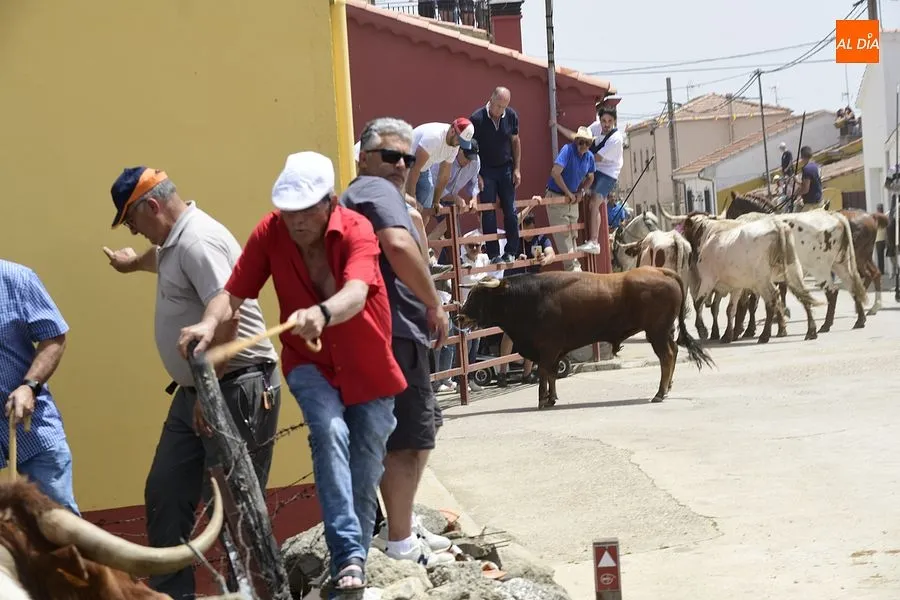 EL encierro a caballo es el espectáculo estrella de las fiestas de San Antonio/ Rep.Gráfico: Adrián M. Pastor