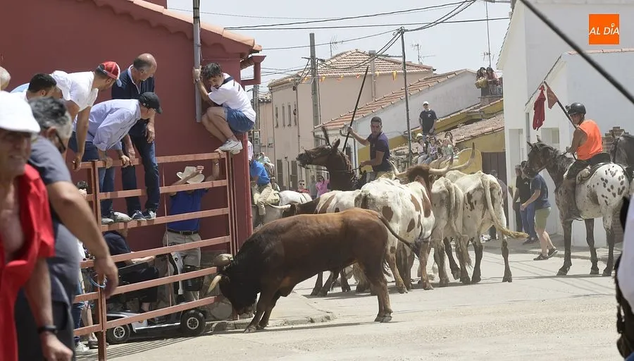 EL encierro a caballo es el espectáculo estrella de las fiestas de San Antonio/ Rep.Gráfico: Adrián M. Pastor