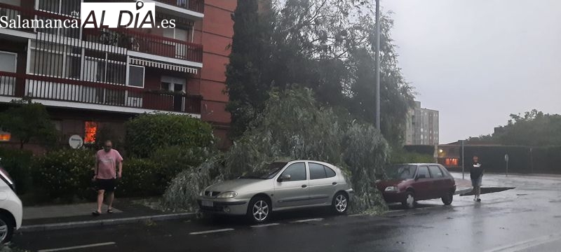 Efectos de la caída de una gran rama de un árbol sobre dos vehículos en la avenida Juan de Austria, en el barrio del Tormes, junto al de San José
