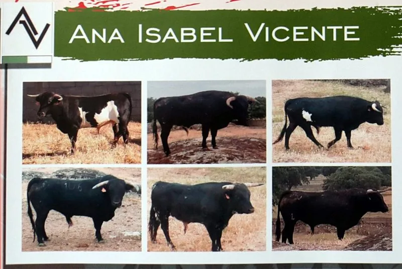 Reses que saltarán a  las calles y plaza de toros de Vitigudino estos Corpus