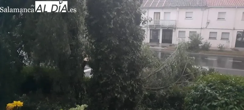 Efectos de la caída de una gran rama de un árbol sobre dos vehículos en la avenida Juan de Austria, en el barrio del Tormes, junto al de San José