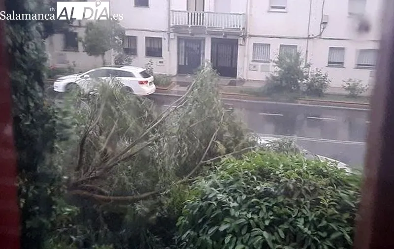 Efectos de la caída de una gran rama de un árbol sobre dos vehículos en la avenida Juan de Austria, en el barrio del Tormes, junto al de San José