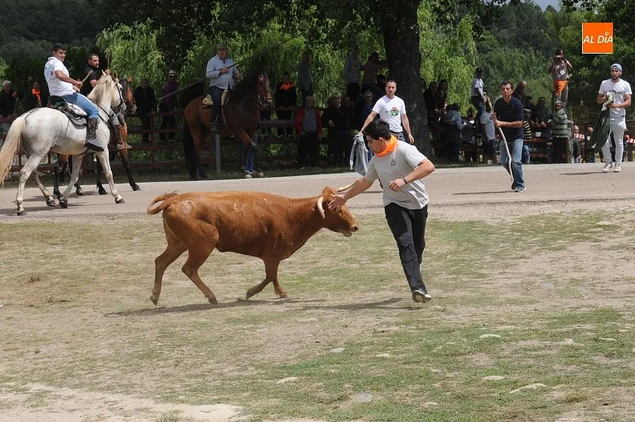 Ambiente y momentos en el encierro a caballo de Navasfrías/ Fotos: Adrián M. Pastor