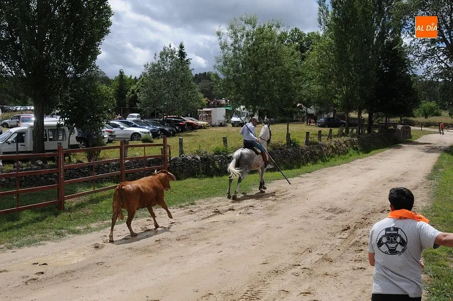 Ambiente y momentos en el encierro a caballo de Navasfrías/ Fotos: Adrián M. Pastor