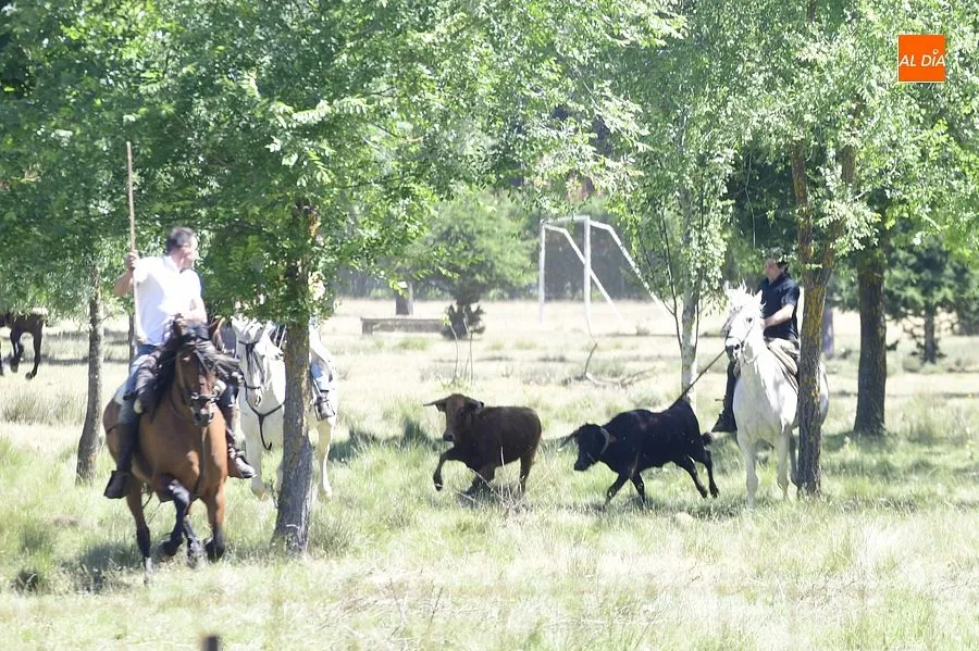 Foto 17 - &Eacute;xito en el segundo encierro a caballo de Navasfr&iacute;as