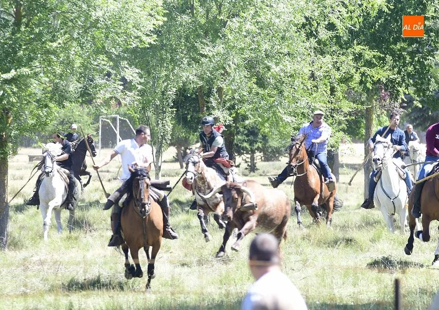 Foto 18 - &Eacute;xito en el segundo encierro a caballo de Navasfr&iacute;as
