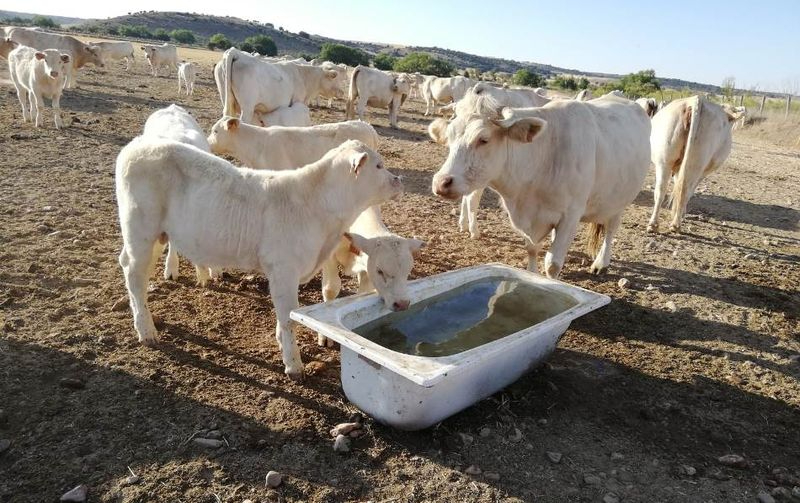 Imagen de archivo de una sequía anterior en la provincia de Salamanca. Foto Asaja