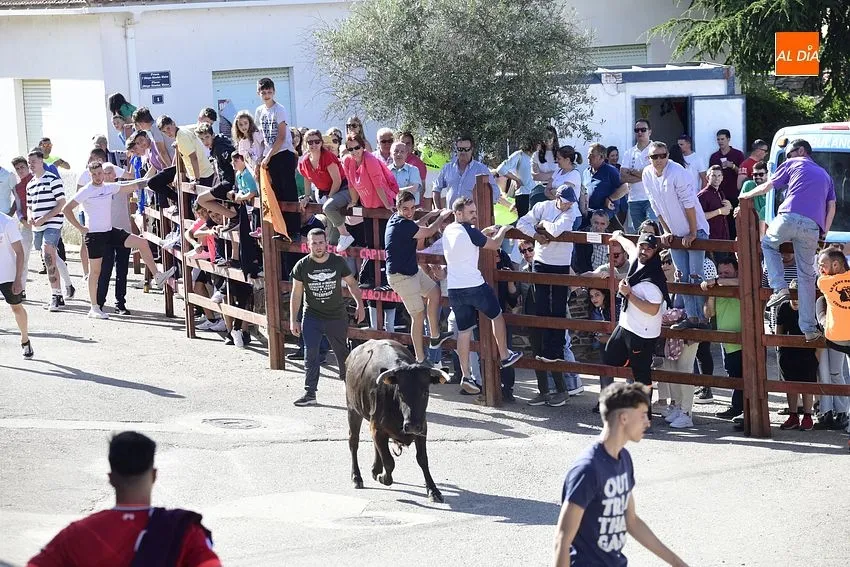 Capea en Robleda durante la fiestas de San Juan/ Fotos: Adrián M. Pastor