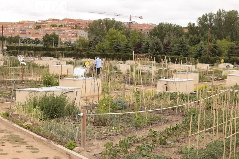 Presentación de los nuevos huertos urbanos que tendrá Salamanca. Foto de David Sañudo