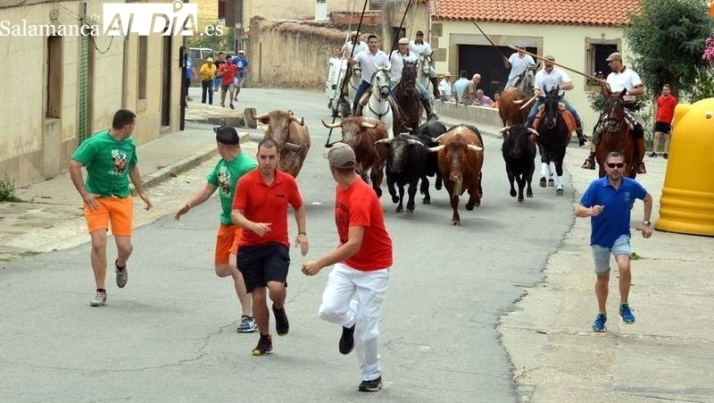 Hinojosa de Duero abre este sábado sus fiestas patronales con el apartado de la corrida en el monte