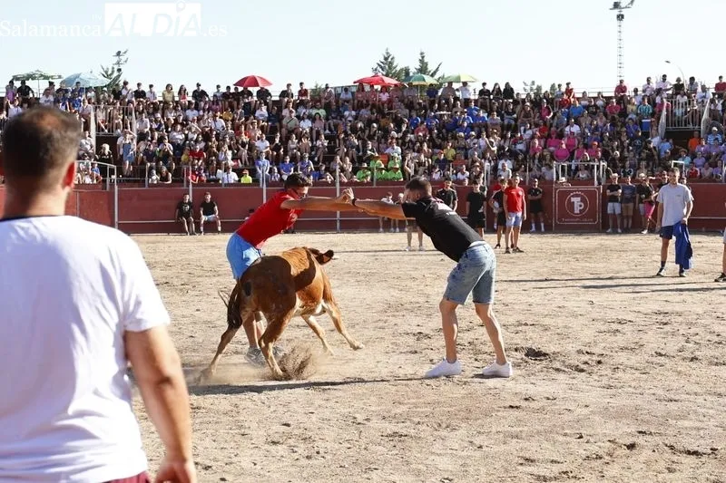 Imágenes de la capea celebrada en la tarde de este viernes en Santa Marta de Tormes