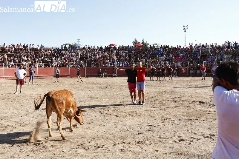Imágenes de la capea celebrada en la tarde de este viernes en Santa Marta de Tormes