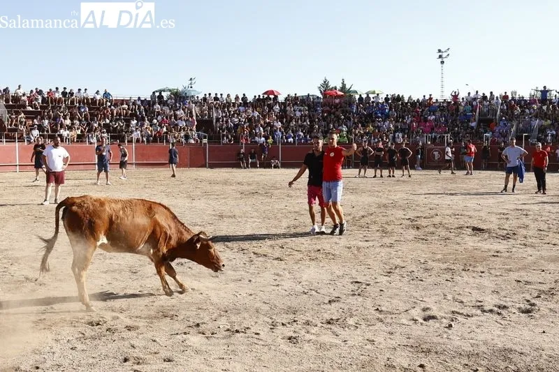 Imágenes de la capea celebrada en la tarde de este viernes en Santa Marta de Tormes