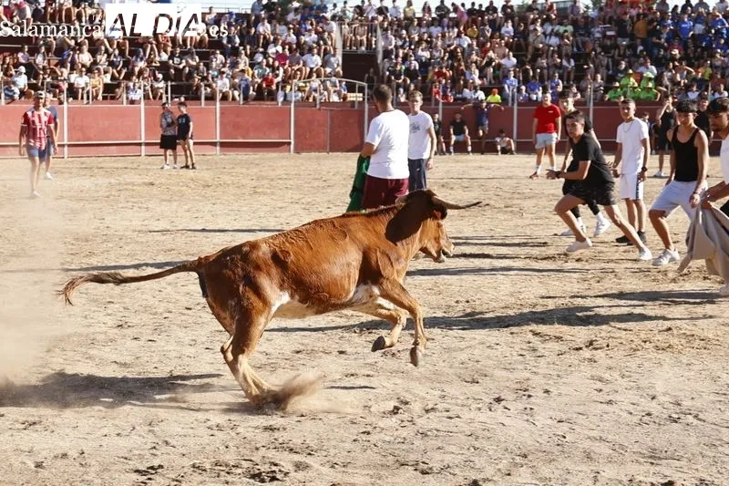 Imágenes de la capea celebrada en la tarde de este viernes en Santa Marta de Tormes