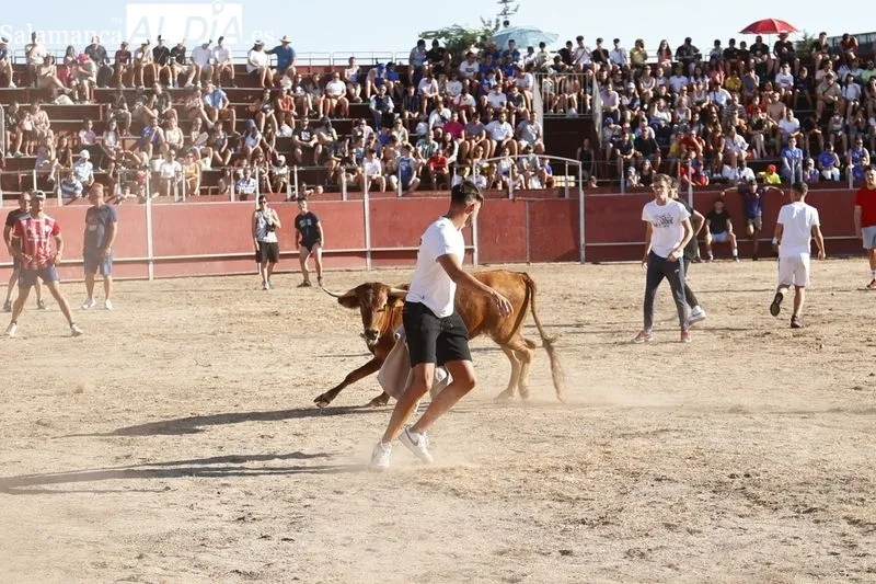 Imágenes de la capea celebrada en la tarde de este viernes en Santa Marta de Tormes
