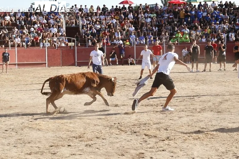 Imágenes de la capea celebrada en la tarde de este viernes en Santa Marta de Tormes