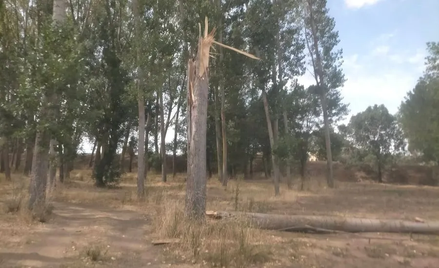 Foto 3 - Se parte por la mitad un &aacute;rbol de grandes dimensiones en la Alameda de la Moretona