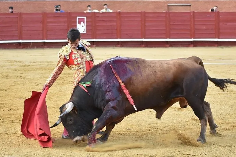 Actuaciones de Ismael Martín y Jesús de la Calzada. Fotos: @CircuitoNovilladasCyL  