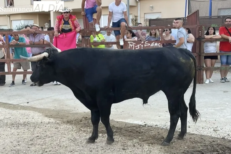 Foto 8 - Villoruela se echa a las calles para vivir el esperado Toro de Caj&ograve;n