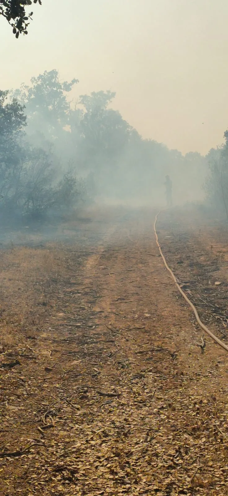 Imágenes de la lucha contra el fuego en Losacio de los bomberos de Peñaranda 
