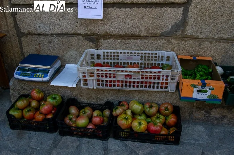 Foto 4 - El tomate, protagonista en San Mart&iacute;n del Casta&ntilde;ar