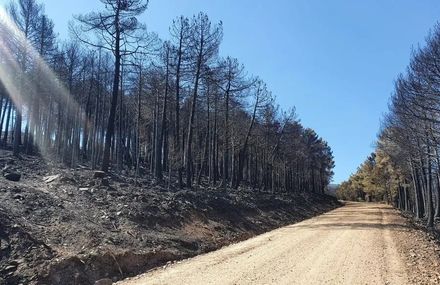 Foto 4 - Ajustada a 8.623 la cifra de hect&aacute;reas afectadas por el incendio en territorio salmantino