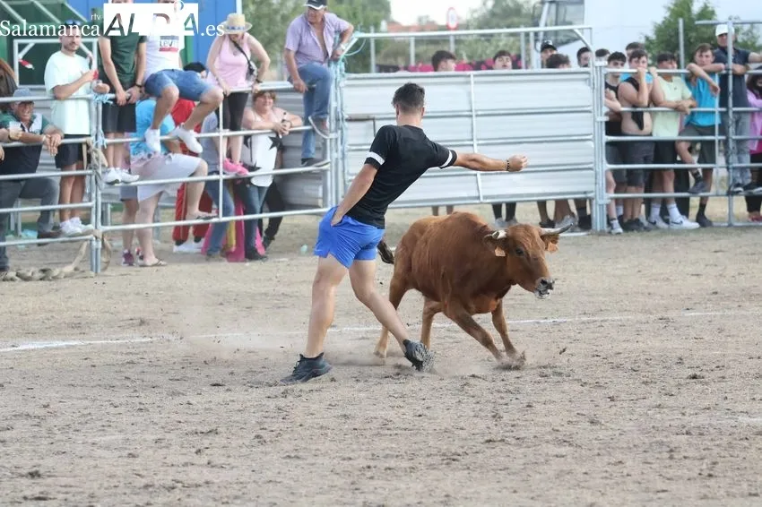 Bonito festejo taurino en Villar de Peralonso con motivo de las fiestas de San Pedro / REP. GRÁFICO: MIGUEL HERNANDEZ 