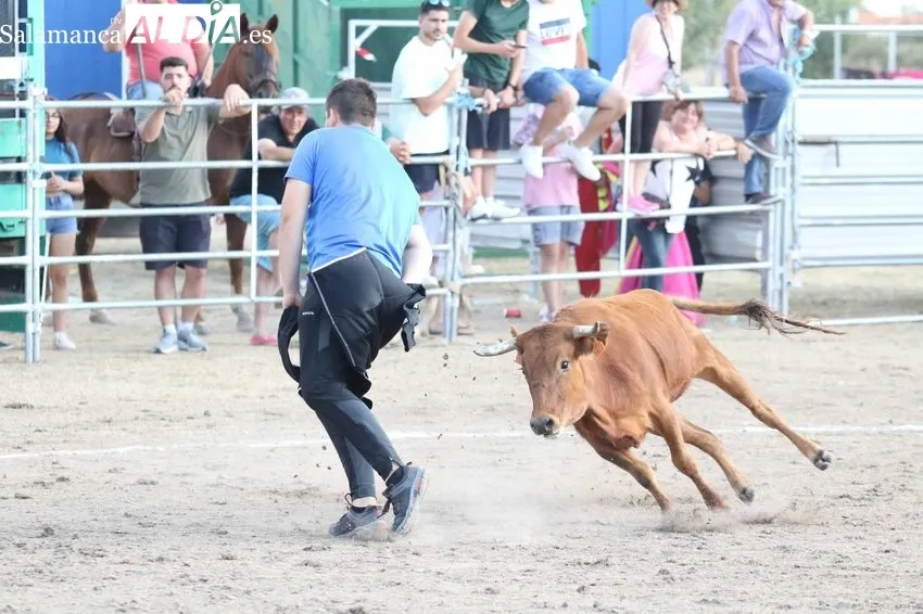 Bonito festejo taurino en Villar de Peralonso con motivo de las fiestas de San Pedro / REP. GRÁFICO: MIGUEL HERNANDEZ 
