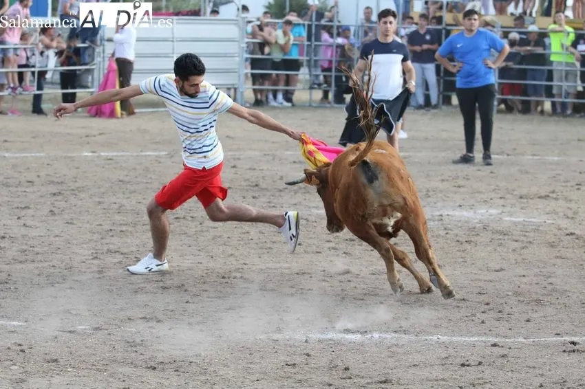 Bonito festejo taurino en Villar de Peralonso con motivo de las fiestas de San Pedro / REP. GRÁFICO: MIGUEL HERNANDEZ 