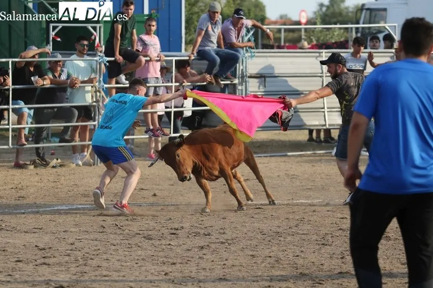 Bonito festejo taurino en Villar de Peralonso con motivo de las fiestas de San Pedro / REP. GRÁFICO: MIGUEL HERNANDEZ 